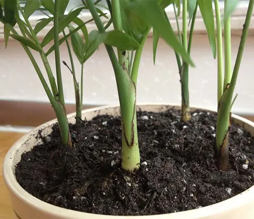 The image features a plant with thick green stems and pointed leaves, growing in dark, moist soil within a round, beige pot.