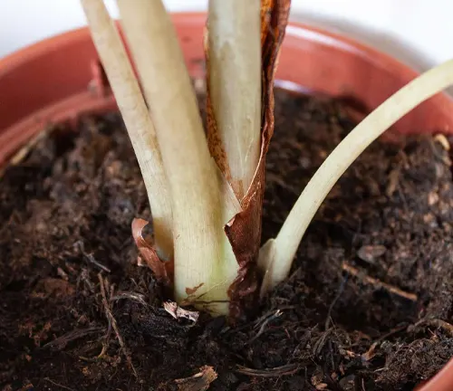 The image presents a close-up view of a plant’s thick, white stem with brown spots, and dark brown roots visible above moist soil, all housed in a chipped terracotta pot.