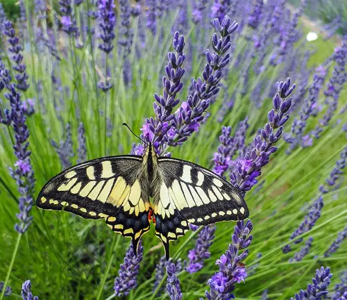 The image captures a black and yellow butterfly, with its wings adorned with white markings, resting on a purple lavender plant against a backdrop of a green grass field.
