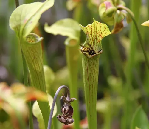 The image captures a close-up view of a black and yellow bee inside a green pitcher plant with red veins, set against a blurred backdrop of green foliage.