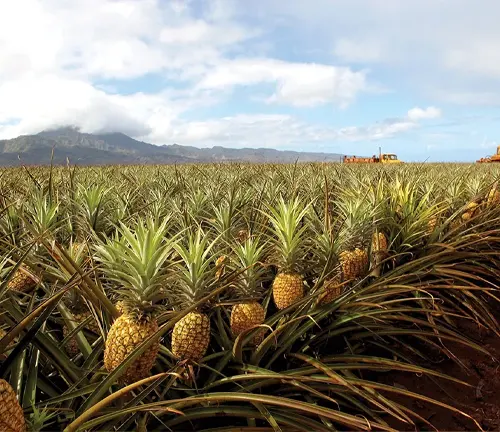 This is an image of a pineapple field filled with rows of ripe pineapples, with a tractor on the right side, set against a backdrop of green mountains partially covered by clouds under a blue sky.