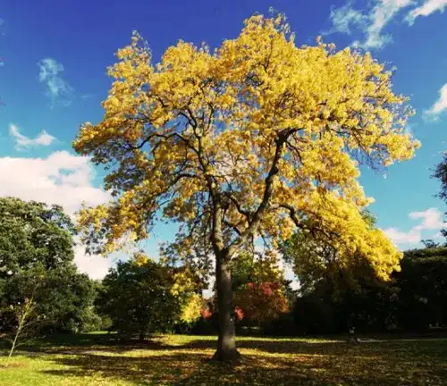 Ash Tree European Ash (Fraxinus excelsior)