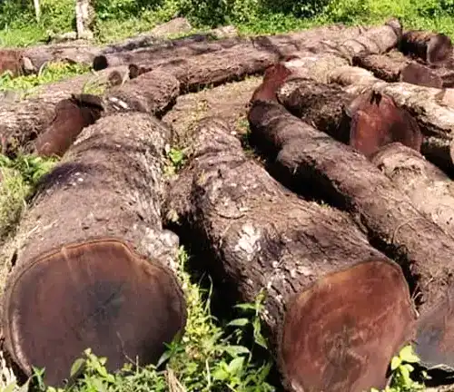 Colombian Walnut Lumber