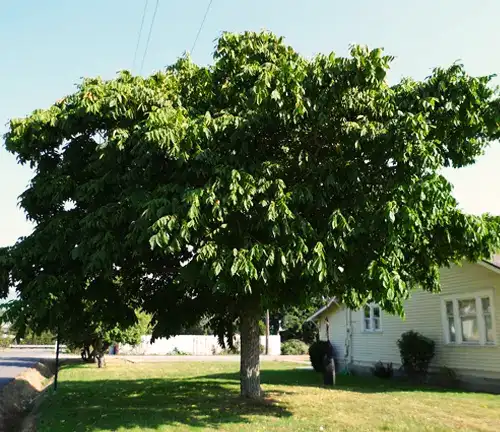 Walnut Tree