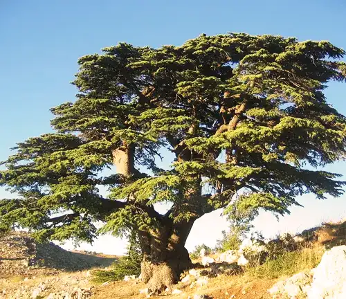 Lebanon Cedar Tree