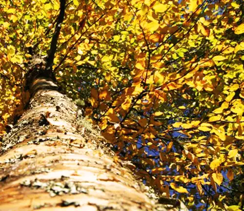 Unique Features of Yellow Birch Tree