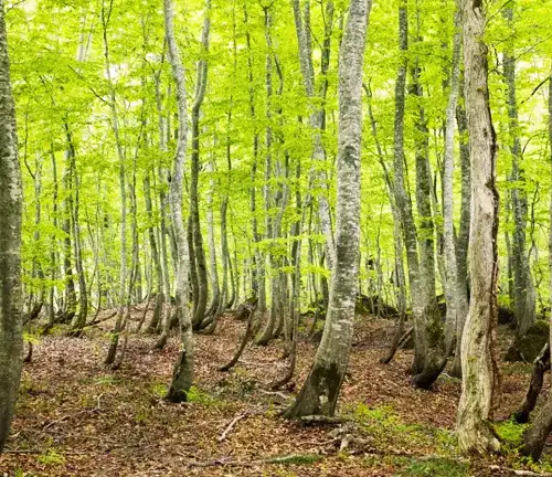 Japanese Beech (Fagus crenata