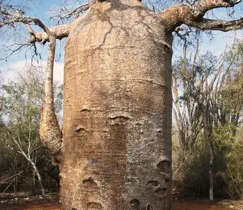 Color/Appearance of Baobab Tree