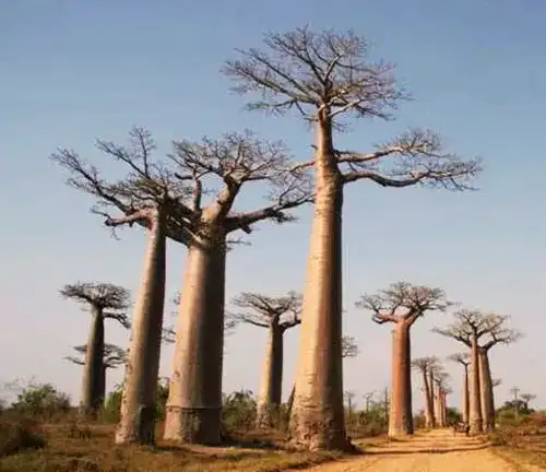 Adansonia madagascariensis (Madagascar Baobab)