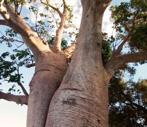 Australian Baobab Tree