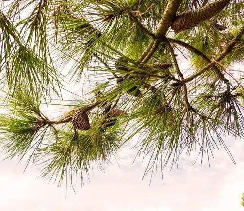 Shortleaf Pine
(Pinus echinata)