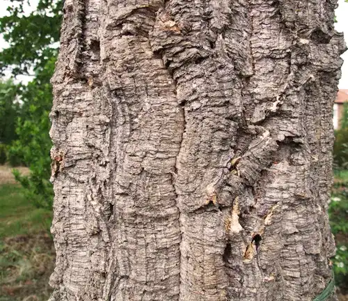 Color/Appearance of Cork Oak Tree