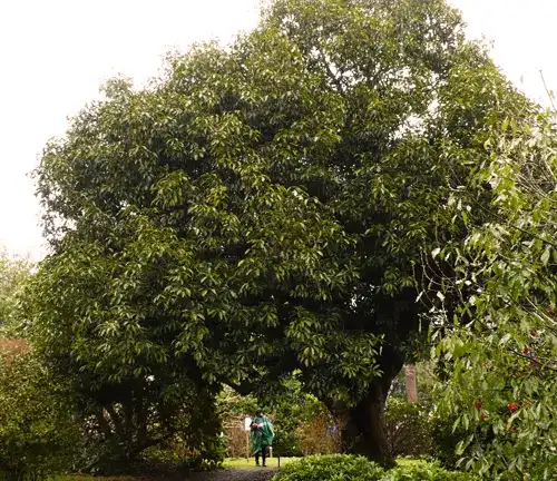 A Brief History of Japanese Evergreen Oak Tree