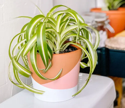 Common Uses Spider Plant