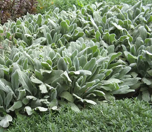 Cultivation and Conservation Lamb Ear Plant
