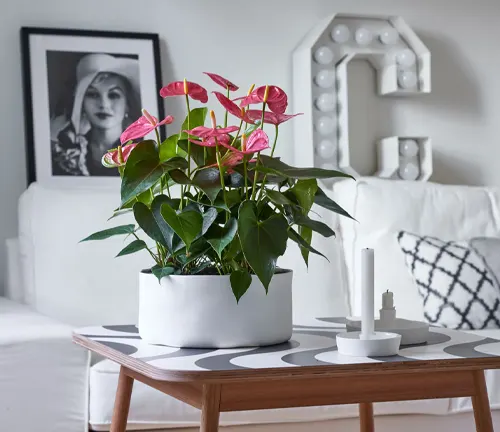 The image depicts a modern and minimalist living room. The focal point is a pink anthurium plant with large, glossy green leaves and pink flowers, housed in a white, cylindrical pot. This pot is placed on a wooden coffee table that features a black and white geometric pattern. In the background, there’s a white sofa adorned with black and white throw pillows. A white side table holds a candle and a sculpture, adding to the room’s decor. The wall is decorated with a large letter “C” made of light bulbs, adding a unique touch to the space. The overall ambiance of the room is chic and contemporary.