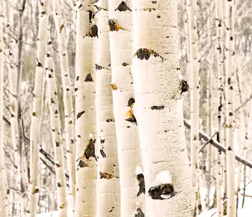 Aspen Tree