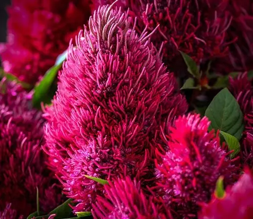 Close-up of densely packed pink and red flowers with spiky petals, surrounded by green leaves against a blurred background.