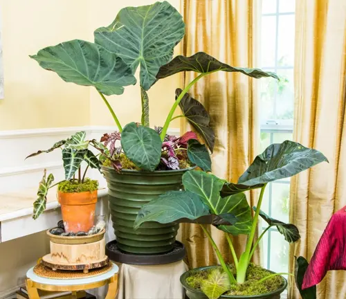 The image displays a group of potted plants, including a green elephant ear plant, arranged on a white windowsill and a wooden stool, set against a window with yellow curtains.