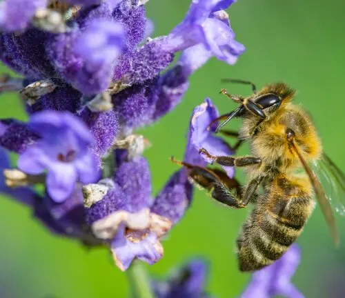 The image presents a close-up view of a pollen-covered bee with extended legs, perched on a lavender-colored flower with small white specks, set against a blurred green backdrop.