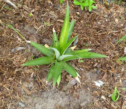 This is an image of a bright green plant with eight long, pointed leaves growing in a bed of brown and tan mulch, with a few small plants and leaves scattered around.