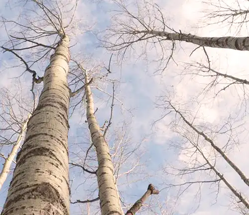 Tall Bigtooth Aspen Tree