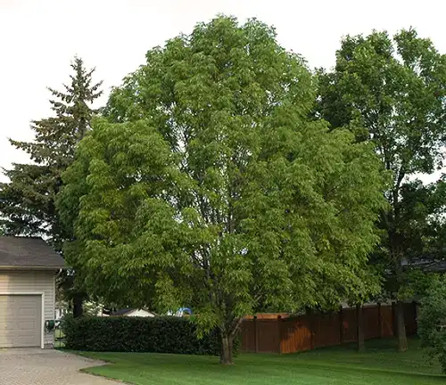 Ash Tree Manchurian Ash (Fraxinus mandshurica)