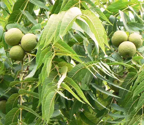 Walnut Tree