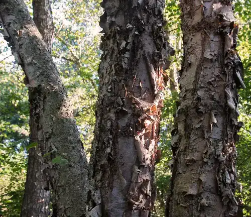 River Birch trees offer a unique characteristic of peeling bark.