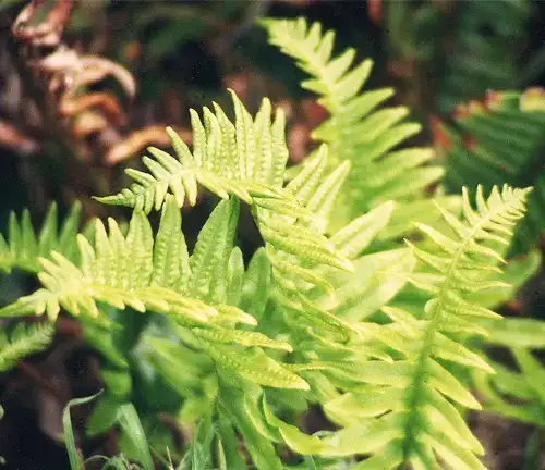 Polypodium californicum 