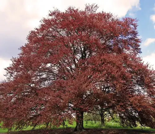 Copper Beech (Fagus sylvatica 'Purpurea')