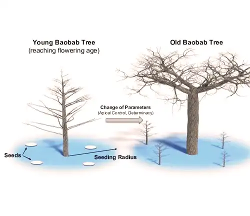 Unique Features of Baobab Tree