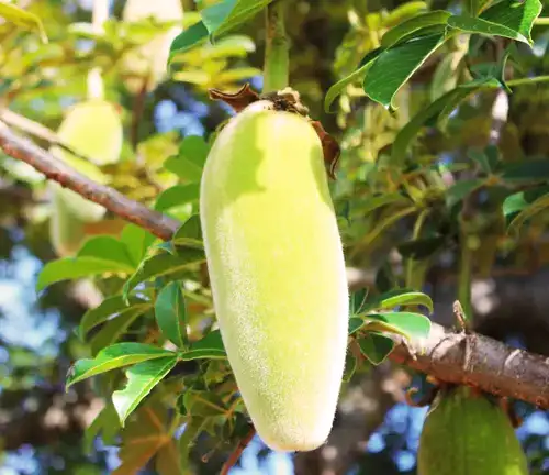 Benefits of Baobab Tree