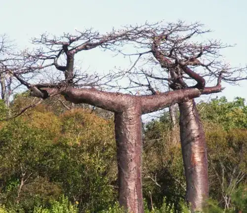 Adansonia suarezensis (Suarez Baobab)