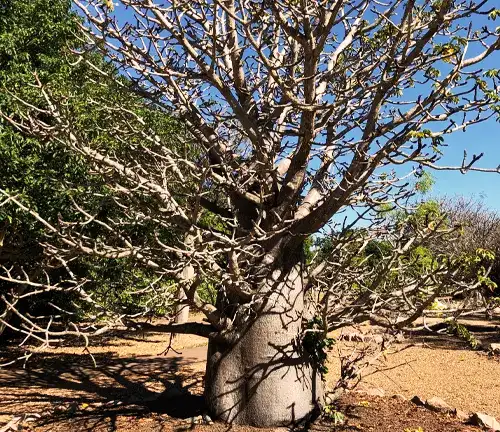 Perrier's Baobab Tree