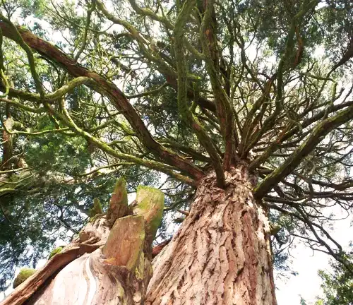Incense Cedar Tree