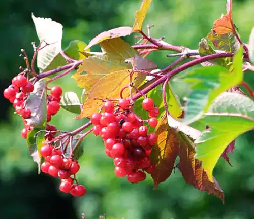 American Cranberrybush
(Viburnum trilobum)