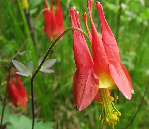 Eastern Red Columbine
(Aquilegia canadensis)