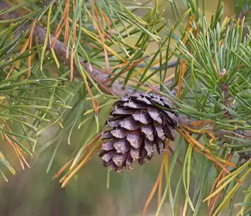 Loblolly Pin
(Pinus taeda)