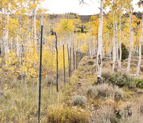 Aspen Tree