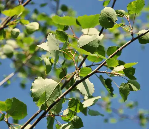 European Aspen Tree Small leafs