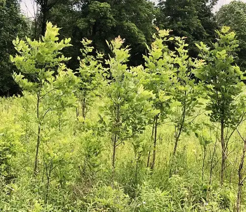 Ash Tree Cultivation and Care