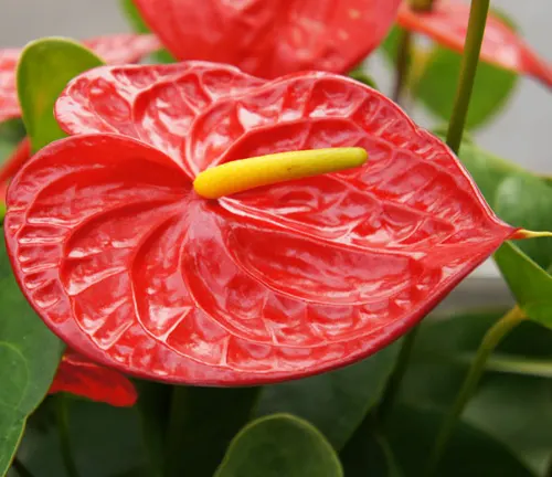 The image showcases a close-up view of a red anthurium flower with a yellow spadix. The vibrant red flower is the central focus of the image, standing out against a backdrop of lush green leaves. The intricate details of the flower and its unique structure are beautifully captured in this photo.