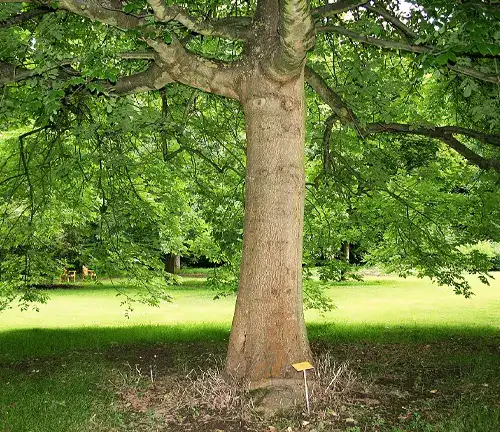 Ash Tree Oregon Ash (Fraxinus latifolia)
