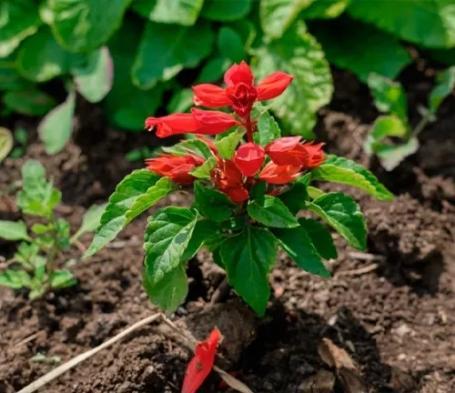 The image features a red flower with green leaves, nestled in a garden bed. The flower, which is the focal point of the image, boasts multiple red petals that contrast beautifully with its green leaves. The background is filled with soil and other green plants, creating a natural and serene setting. The image is taken from a low angle, offering an upward view of the flower, as if you’re lying on the ground looking up at it. This description aims to convey the beauty and tranquility of a garden scene centered around a vibrant red flower.
