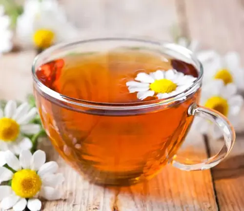 Common Uses of Chamomile Plant