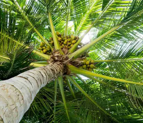 Coconut Palm
(Cocos nucifera)