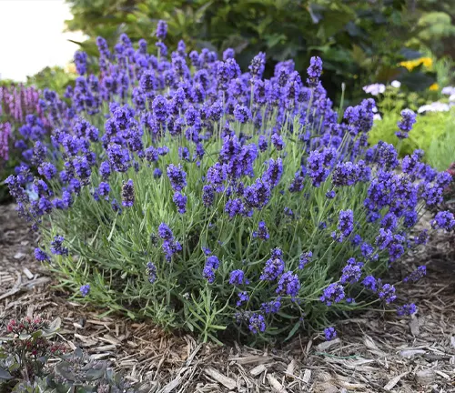The image features a full-bloom lavender plant with deep purple flowers, nestled in a garden bed surrounded by mulch and greenery, against a blurred background.