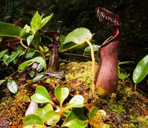 The image captures a carnivorous pitcher plant in a tropical forest setting. The plant, with its tall, thin, red and green pitcher topped with a lid covered in small, sharp, red hairs, is surrounded by green foliage and moss against a dark, tropical forest backdrop.