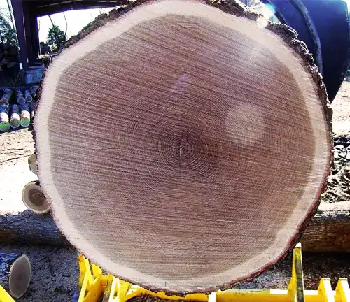 Red Oak Lumber Durability